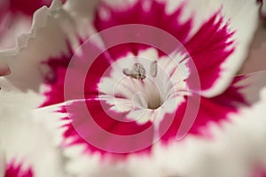 A popular fragrant biennial garden plant, Sweet William or Dianthus barbatus. Selective focus, closeup