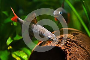 Popular freshwater cleaner fish Epalzeorhynchos frenatus, couple spawning in nature aquarium