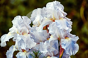 This popular Iris never disappoints with its big, white flowers putting on a charming exhibit twice a year, in Spring and Fall