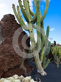 Popular Jardin de Cactus, Lanzarote, Spain photo