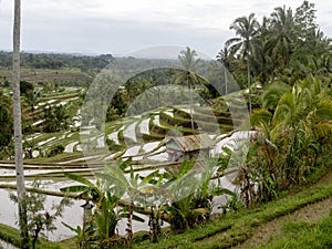 The Popular Jatiluwih Rice Terraces, Bali, Indonesia