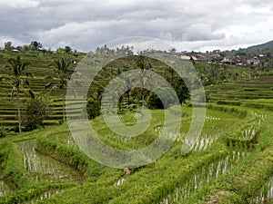 The Popular Jatiluwih Rice Terraces, Bali, Indonesia