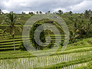 The Popular Jatiluwih Rice Terraces, Bali, Indonesia