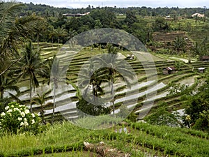 The Popular Jatiluwih Rice Terraces, Bali, Indonesia