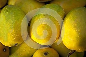 Popular mangoes also known as Kesar mangoes