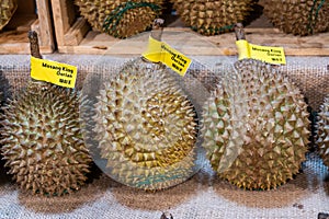 Popular Musang King Durian variety from Malaysia display in supermarket.  Chinese words is translation of Musang King in English photo