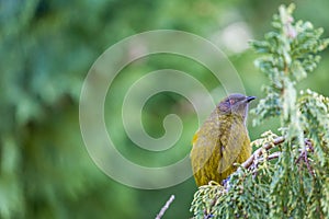 Popular New Zealand bird in nature forest.