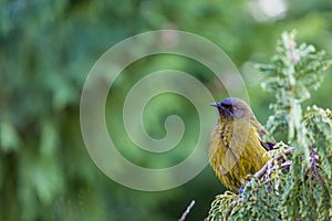 Popular New Zealand bird in nature forest.