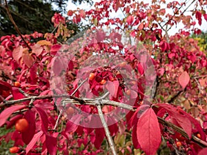 Popular ornamental plant winged spindle (Euonymus alatus Siebold) with pink and red leaves