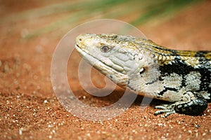 Popular pet gecko, gecko a night active lizard