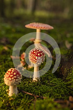 Popular red toadstool mushroom in latin Amanita muscaria in late sunset