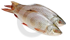 Popular Rohu or Rohit fish of Indian subcontinent