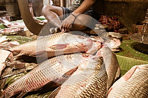 Popular Rohu, Rui, Roho Labeo fish display for sell in a Street food stall in a roadside local bazaar market. Kolkata West Bengal photo