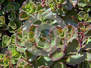 Popular succulent groundcover sedum spurium