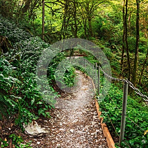 Popular tourist route in Yew-Boxwood Grove in Caucasian biosphere reserve, Khosta district of Sochi, Russia.