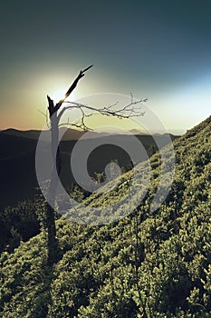 Popular trail in rocks with blueberry bushes and broken trees photo