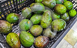 Popular vegetable and food of Mexico the avocado photo