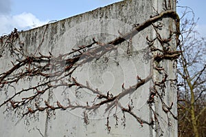 Popularly sometimes referred to as dog wine, is a climbing plant of the vine family. it will also grow on a smooth concrete wall w