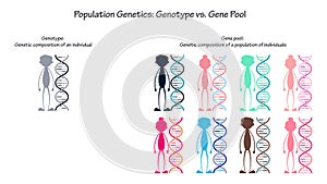 population genetics genotype versus gene pool vector infographic