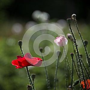 Population of poppies.Selection of poppies at their summer cottage.