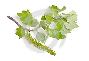 Populus alba, commonly called silver poplar, silverleaf poplar, or white poplar. Isolated on white background