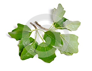 Populus alba, commonly called silver poplar, silverleaf poplar, or white poplar. Isolated on white background