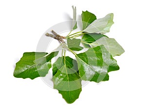 Populus alba, commonly called silver poplar, silverleaf poplar, or white poplar. Isolated on white background