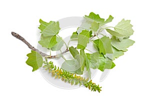 Populus alba, commonly called silver poplar, silverleaf poplar, or white poplar. Isolated on white background