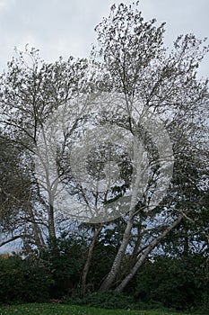 Populus alba, commonly called silver poplar, silverleaf poplar, or white poplar, is a species of poplar. Berlin, Germany