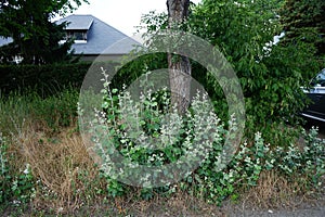 Populus alba with shoots in June. Berlin, Germany