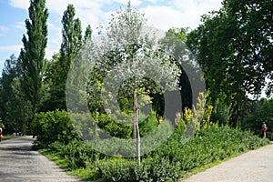 Populus alba tree growing in Sanssouci Park in July. Potsdam, Germany