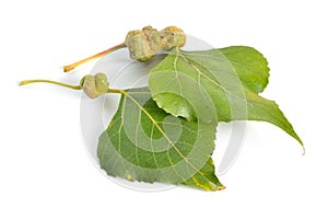 Populus or aspen, cottonwood leawes with Galls. Isolated on white background