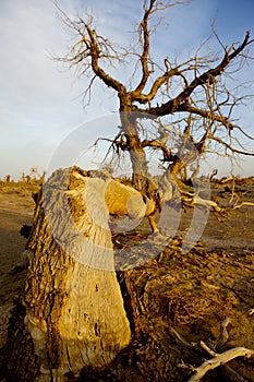 Populus dead in the desert.