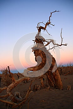 Populus diversifolia