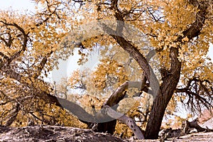 Populus diversifolia