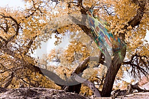 Populus diversifolia