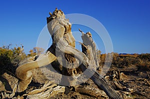 Populus diversifolia