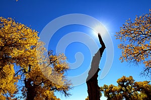 Populus diversifolia forest