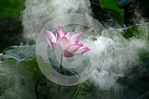 Populus diversifolia forest