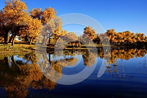 Populus diversifolia forest and lake