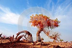 Populus diversifolia tree