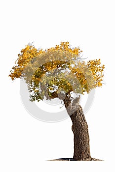 Populus diversifolia tree isolated