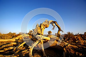 Populus diversifolia
