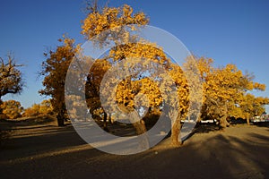 Populus euphratica