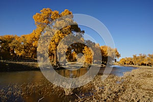 Populus euphratica