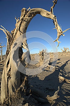 Populus euphratica