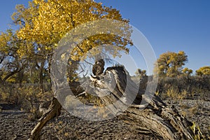 Populus euphratica