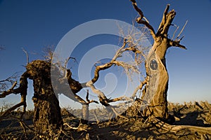 Populus euphratica photo