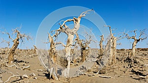 Populus euphratica forest