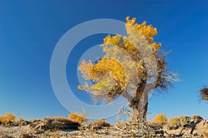 Populus Euphratica Forest